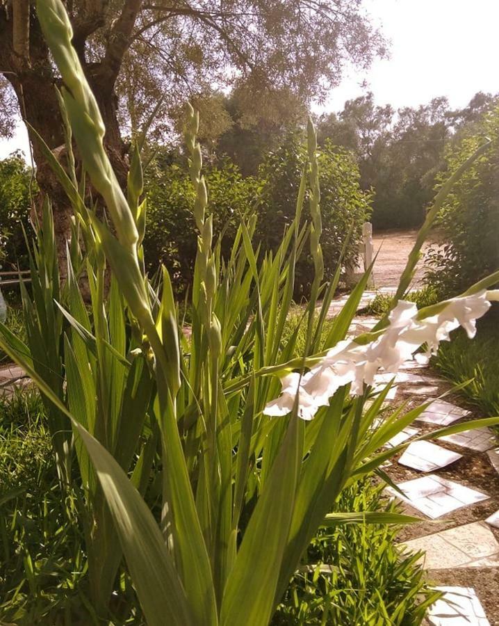 Villa Ladina Lygia (Lefkada) Exterior foto